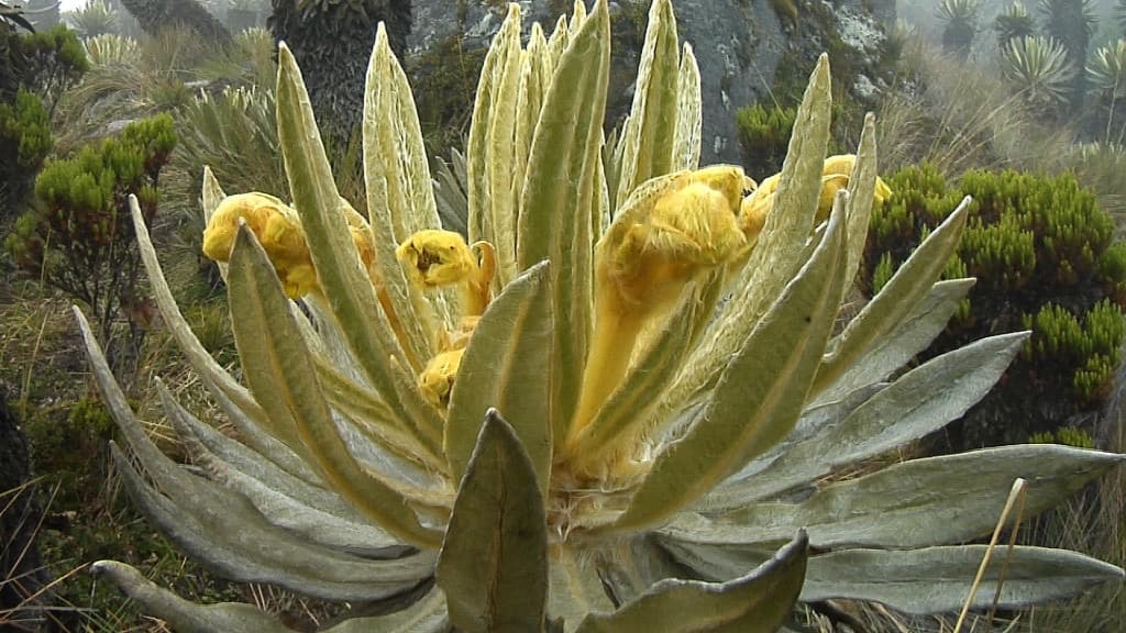 Diplomado en hidro-biofotónica aplicada en Portal de Oro